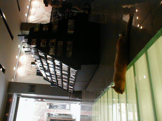 katze